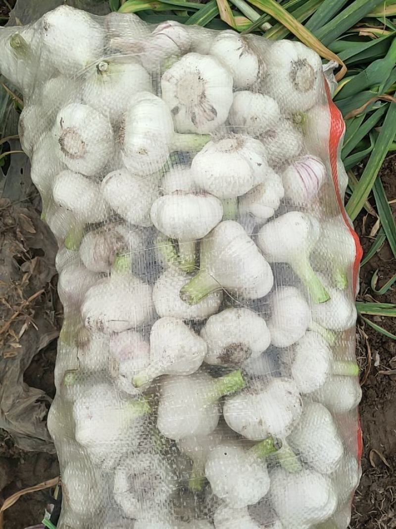 山东红皮杂交蒜