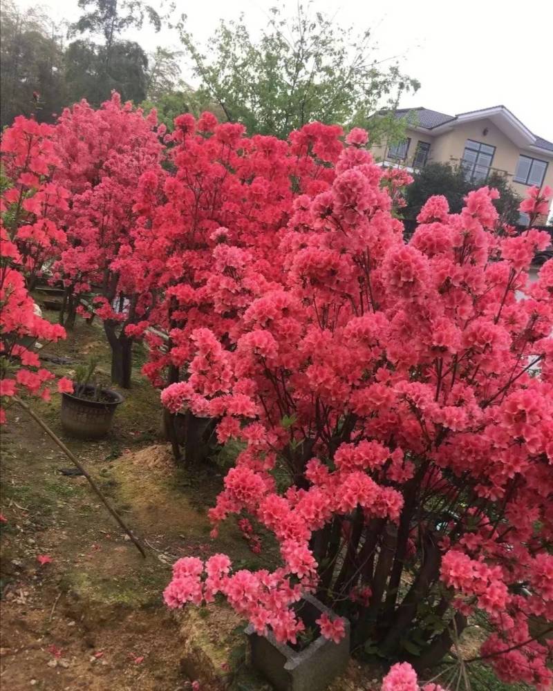 《杨氏盆景》国旗红百年老桩映山红各种规格齐全