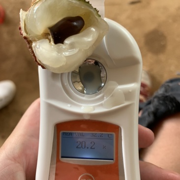 果园直供现采现摘大量出货品种众多有需要的老板可以直接联系
