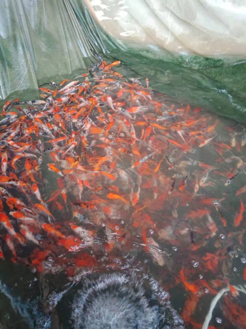锦鲤鱼苗-品种优良-抗病力强-生长速度快