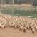 多蛋淘汰鸭3.12均重钦州货原500多天