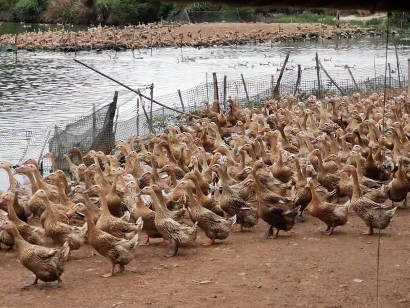 多蛋淘汰鸭3.12均重钦州货原500多天