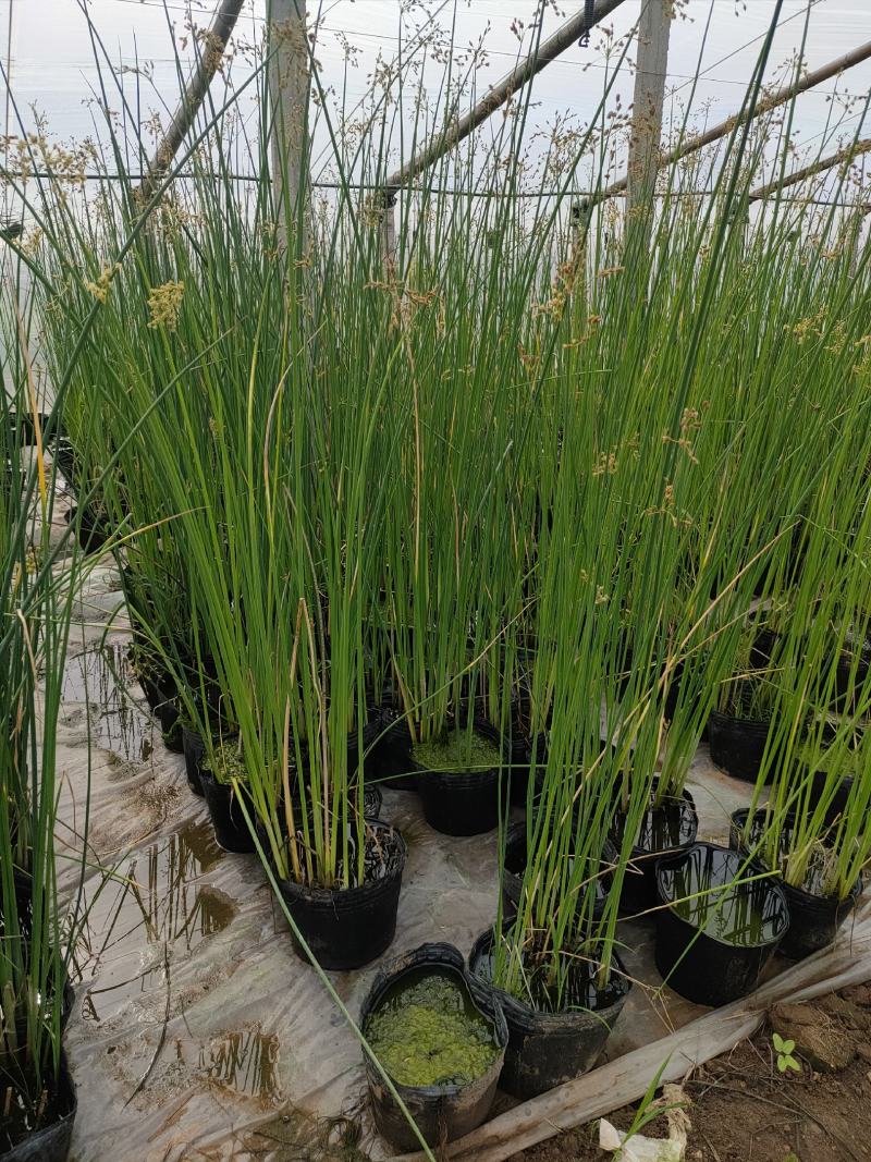 大盆水葱价格，水葱工程苗基地，水葱专业种植大量供应