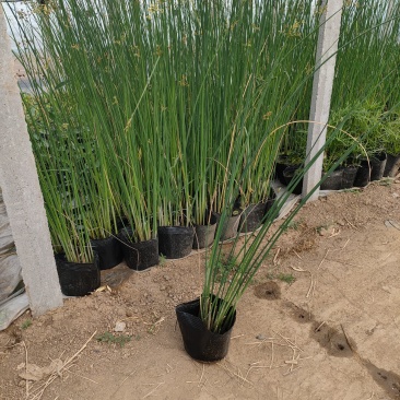 大盆水葱价格，水葱工程苗基地，水葱专业种植大量供应