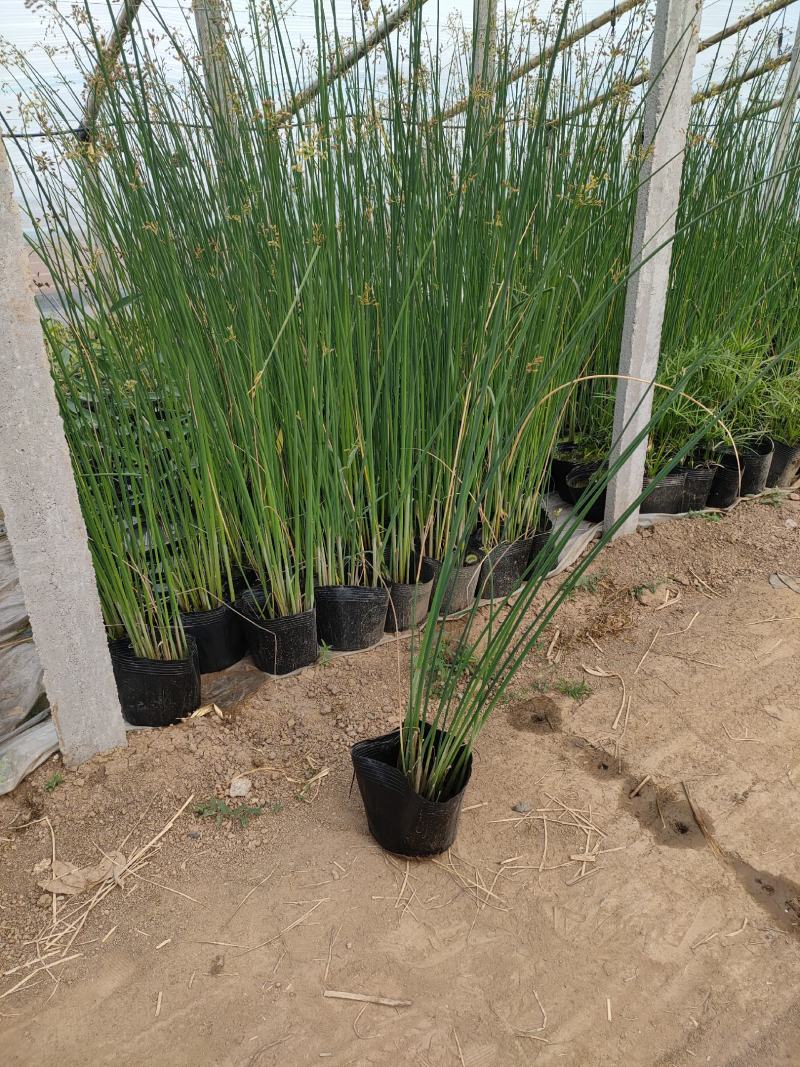 大盆水葱价格，水葱工程苗基地，水葱专业种植大量供应