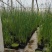 大盆水葱价格，水葱工程苗基地，水葱专业种植大量供应