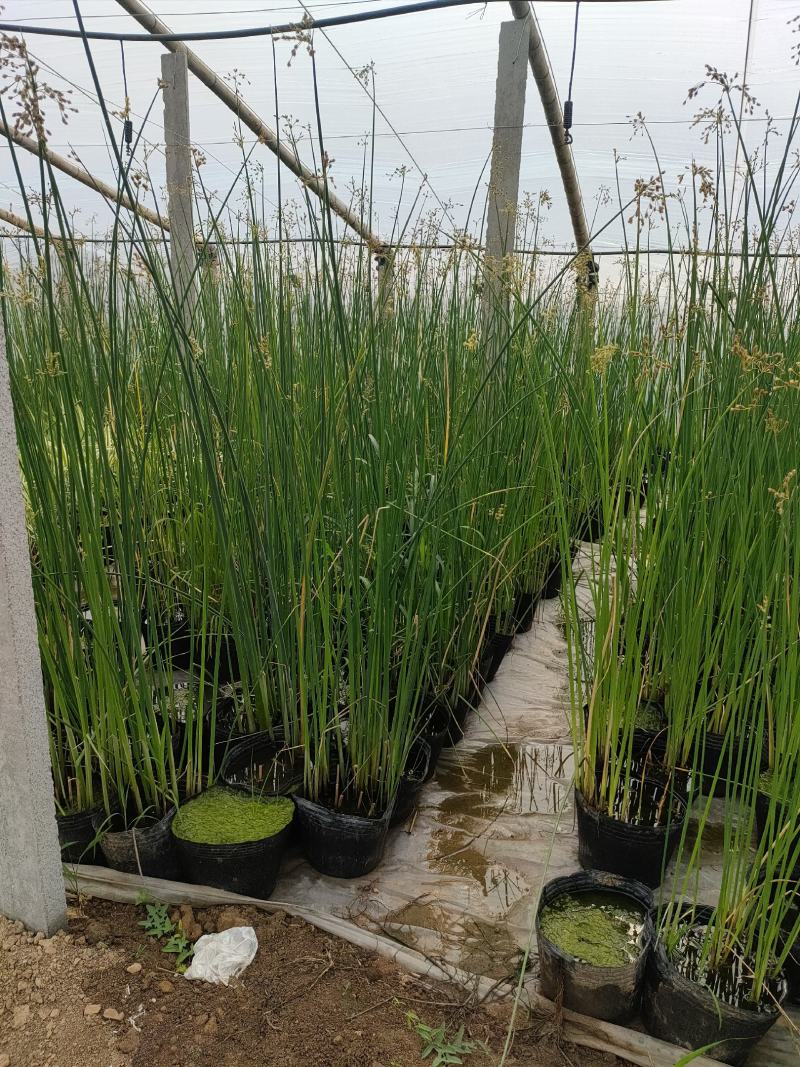 大盆水葱价格，水葱工程苗基地，水葱专业种植大量供应