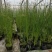 大盆水葱价格，水葱工程苗基地，水葱专业种植大量供应
