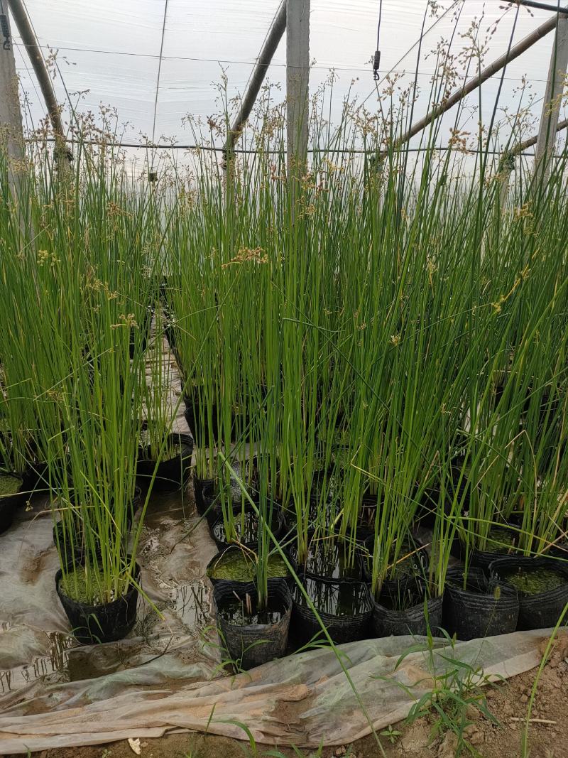 大盆水葱价格，水葱工程苗基地，水葱专业种植大量供应