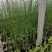 大盆水葱价格，水葱工程苗基地，水葱专业种植大量供应