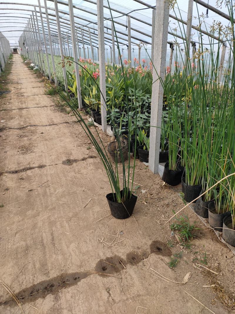 大盆水葱价格，水葱工程苗基地，水葱专业种植大量供应