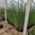 大盆水葱价格，水葱工程苗基地，水葱专业种植大量供应
