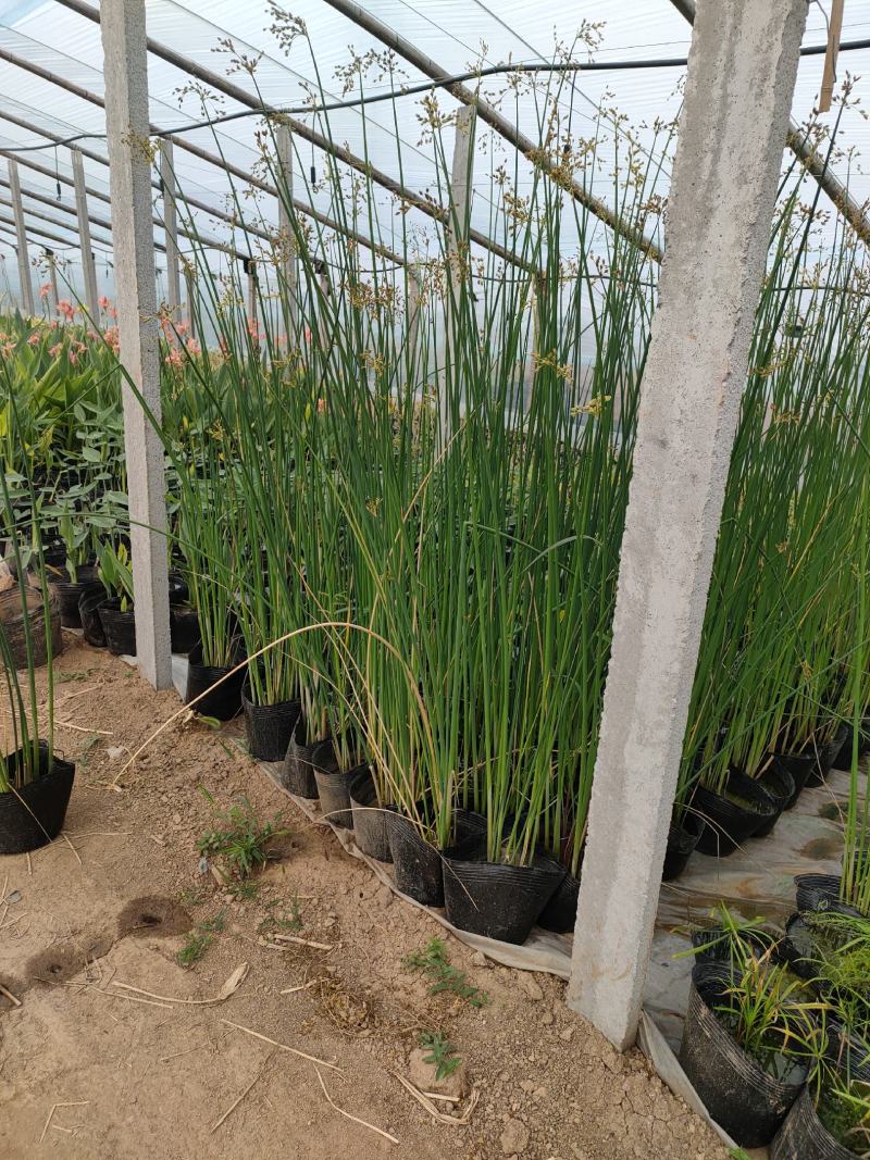 大盆水葱价格，水葱工程苗基地，水葱专业种植大量供应