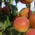 杏自家果园现采现摘，各个品种杏杏杏杏价格公道合理