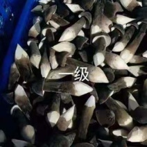 鲜蘑菇，蘑菇，鸡枞菌，黑皮鸡枞