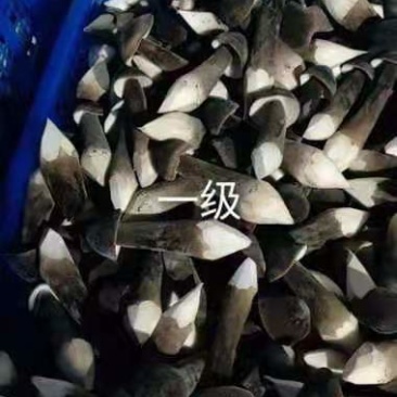 鲜蘑菇，蘑菇，鸡枞菌，黑皮鸡枞
