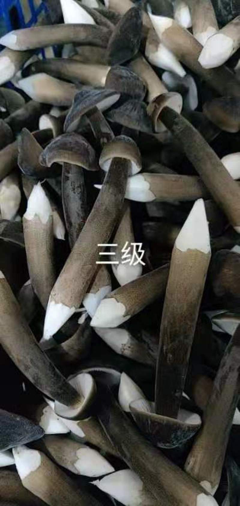鲜蘑菇，蘑菇，鸡枞菌，黑皮鸡枞
