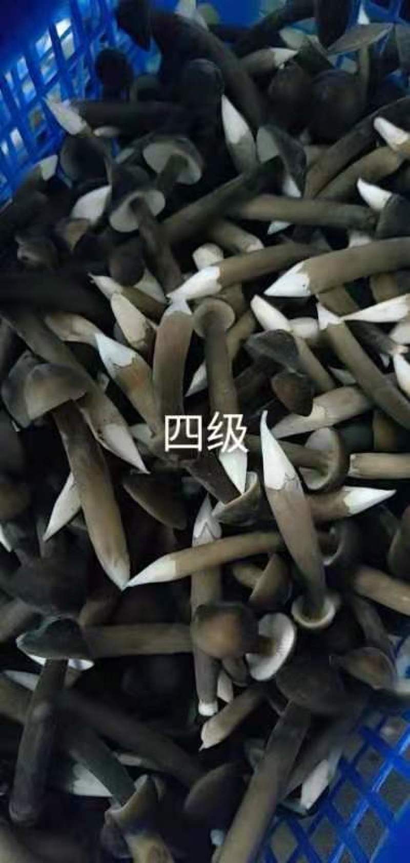 鲜蘑菇，蘑菇，鸡枞菌，黑皮鸡枞