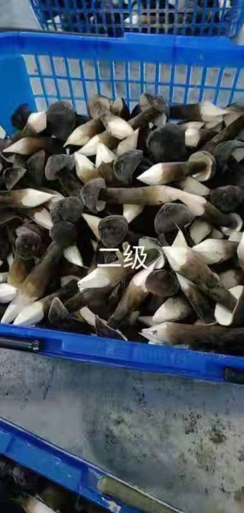 鲜蘑菇，蘑菇，鸡枞菌，黑皮鸡枞
