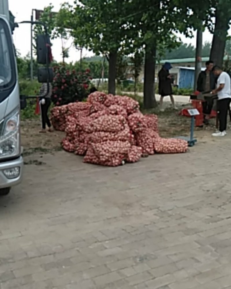 河南周口。精品扒皮蒜产地直供。有需要的老板请提前下单。