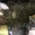 淫羊霍野生2022大量上新，欢迎大家选购！量很大