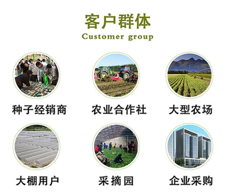 原装进口刚葱铁杆葱四季种植免费技术指导厂家直销