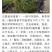 原装进口刚葱铁杆葱四季种植免费技术指导厂家直销