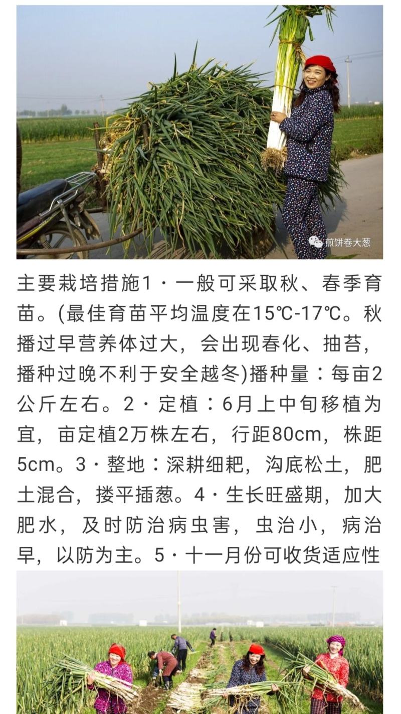 原装进口刚葱铁杆葱四季种植免费技术指导厂家直销