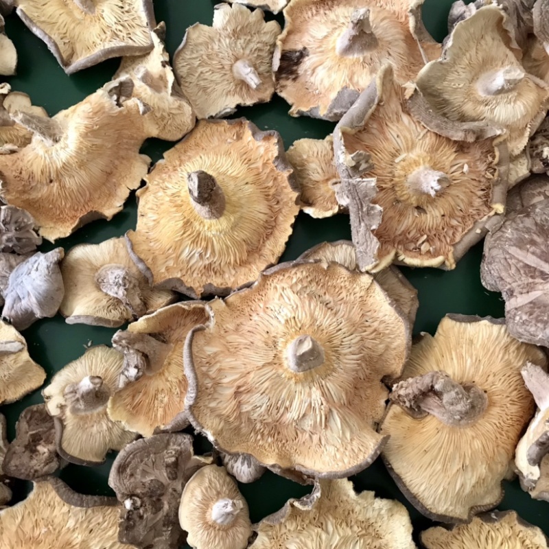 香菇干货香菇大片干香菇薄香菇蘑菇食堂饭店商用500g
