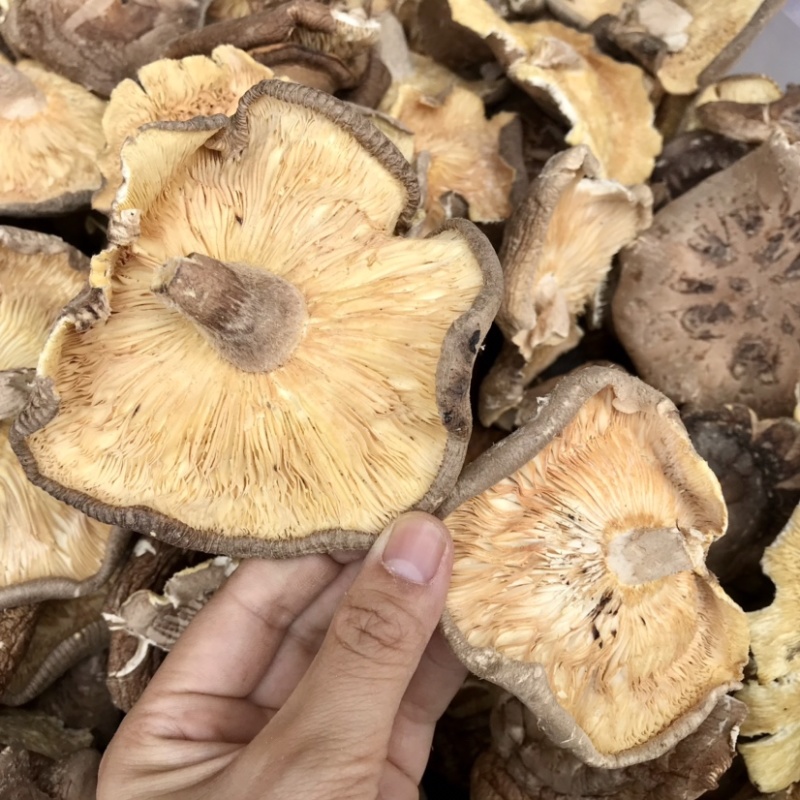 香菇干货香菇大片干香菇薄香菇蘑菇食堂饭店商用500g