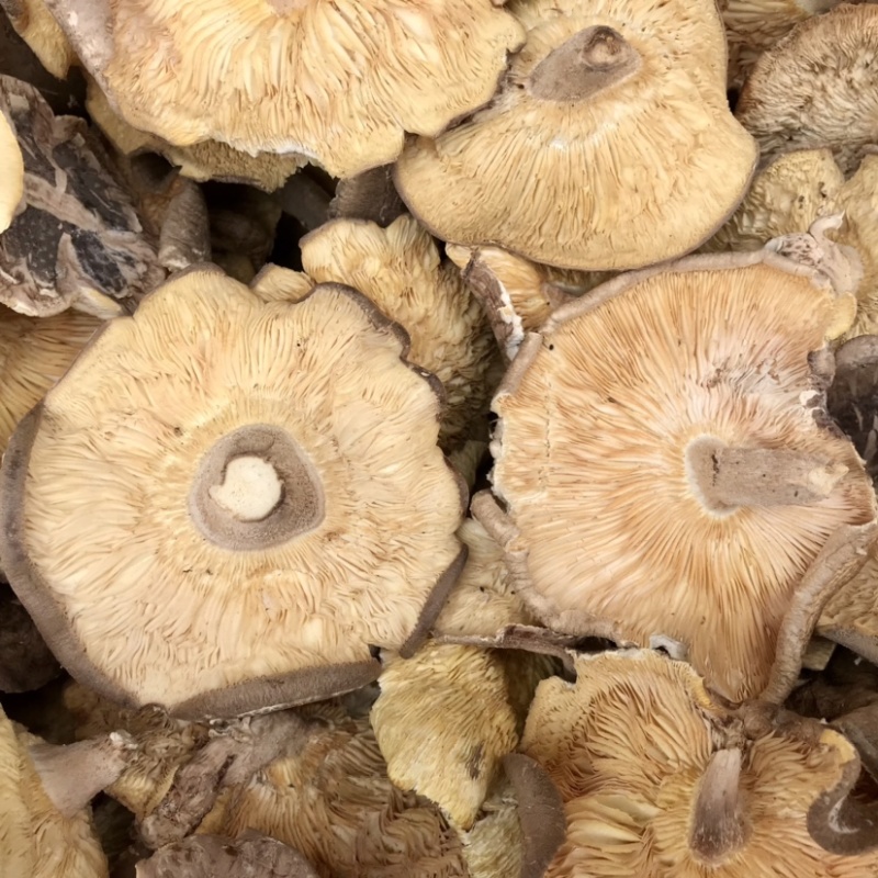 香菇干货香菇大片干香菇薄香菇蘑菇食堂饭店商用500g