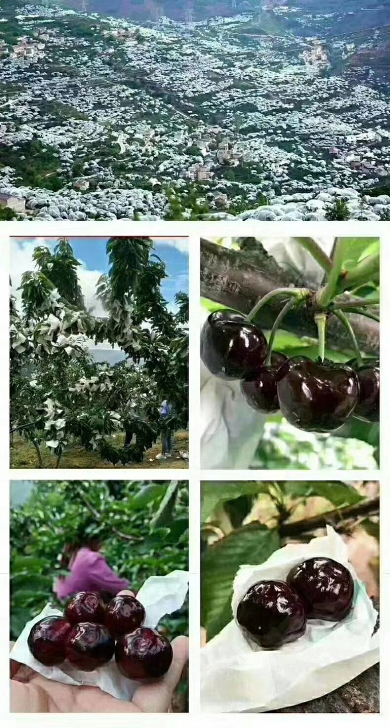 汉源大樱桃(车厘子)