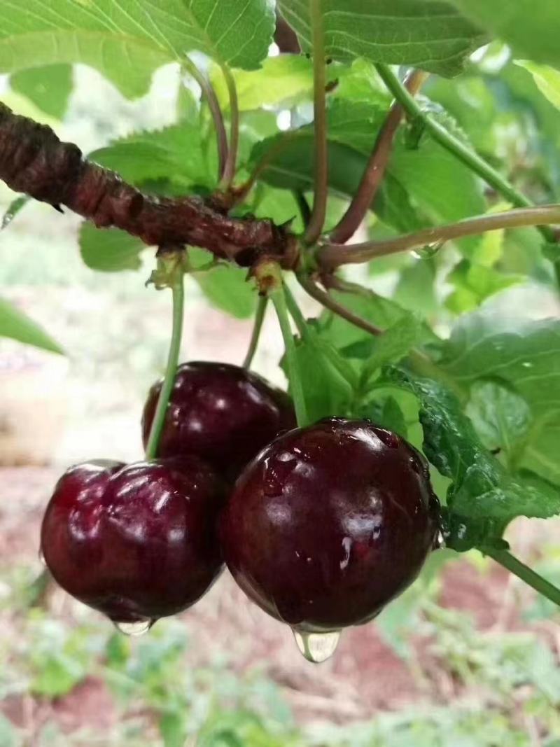 汉源大樱桃(车厘子)