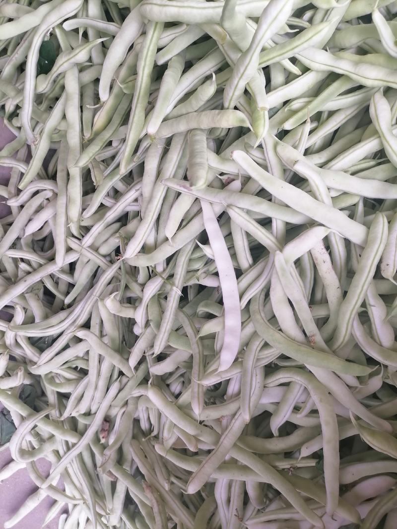 豆角四季豆现货20---35厘米长五斑点无虫眼