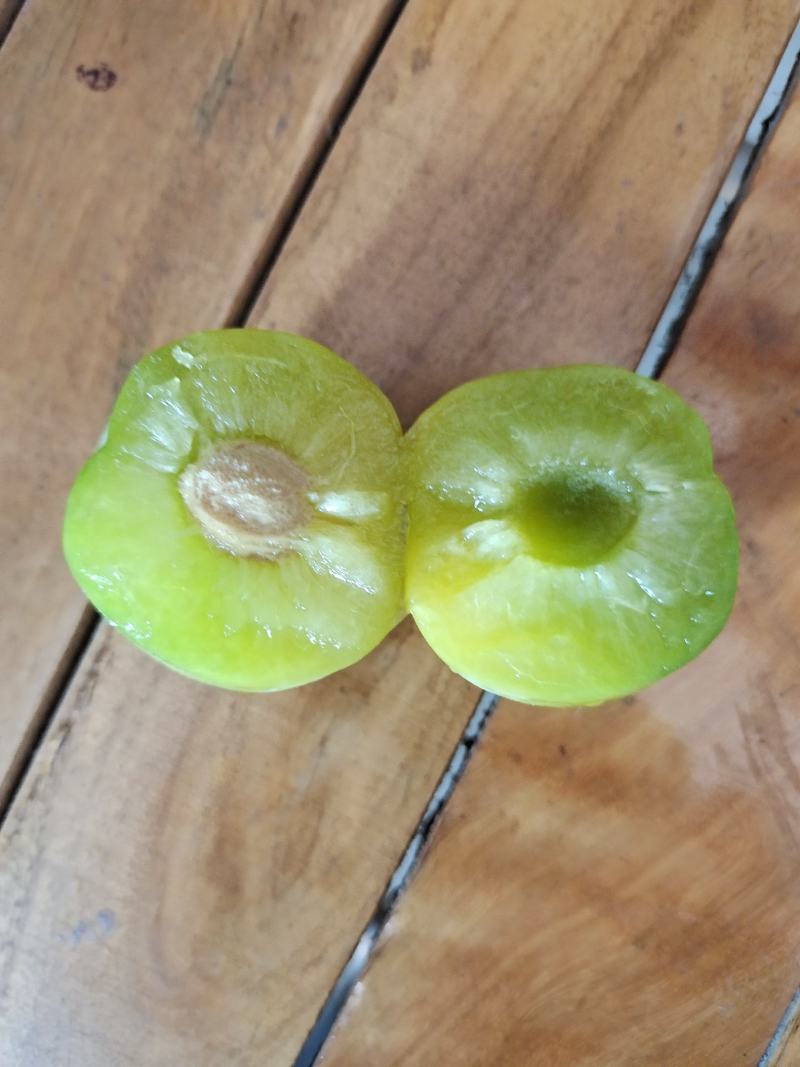 贵州省贞丰县青脆李脱骨李子，皮薄肉厚，酸爽脆甜