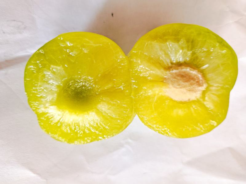贵州省贞丰县青脆李脱骨李子，皮薄肉厚，酸爽脆甜