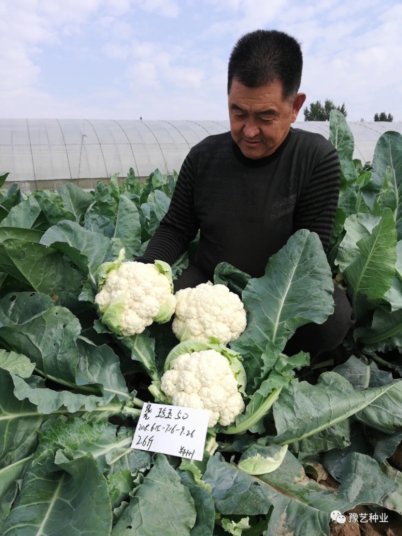 珍玉50极早熟秋花菜抗逆性强可提早种植