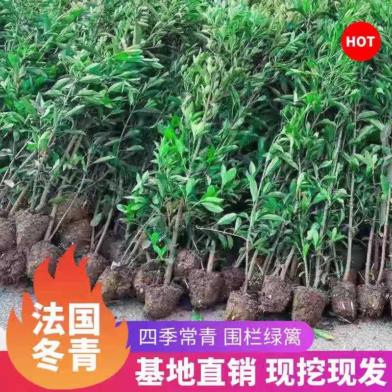 出售法国冬青（珊瑚树）高档庭院篱笆墙可视频看货，基地现挖