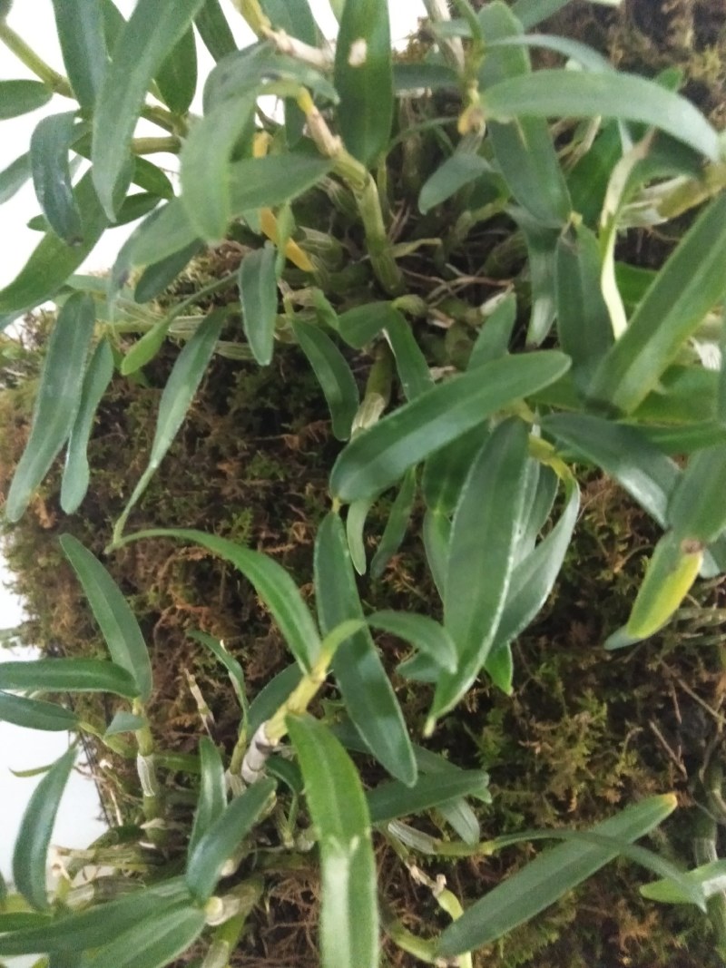 龙门米斛基地直贡林下生态种植正宗霍山米斛龙头凤尾品质保证