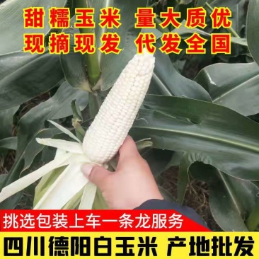 四川白甜糯玉米，甜加糯白玉米，保质保量。