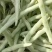 精品白芸豆，白不老豆角产地大量上市，条长20公分以上，
