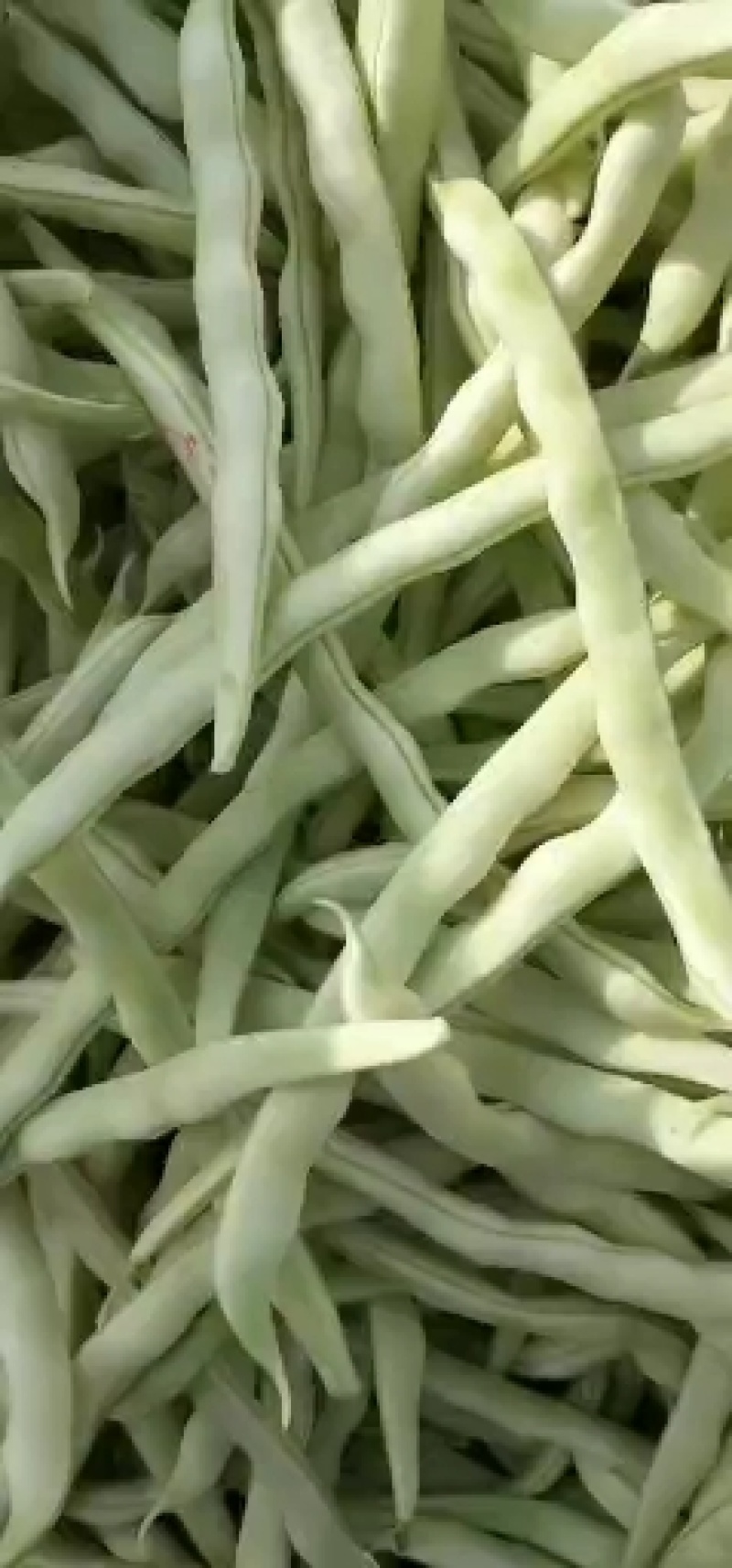 精品白芸豆，白不老豆角产地大量上市，条长20公分以上，