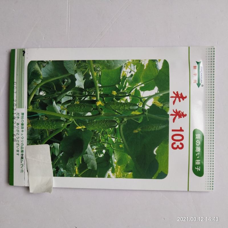 未来103水果黄瓜种子103，108品种种子