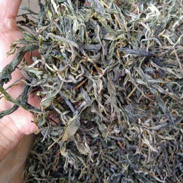 古树普洱生茶