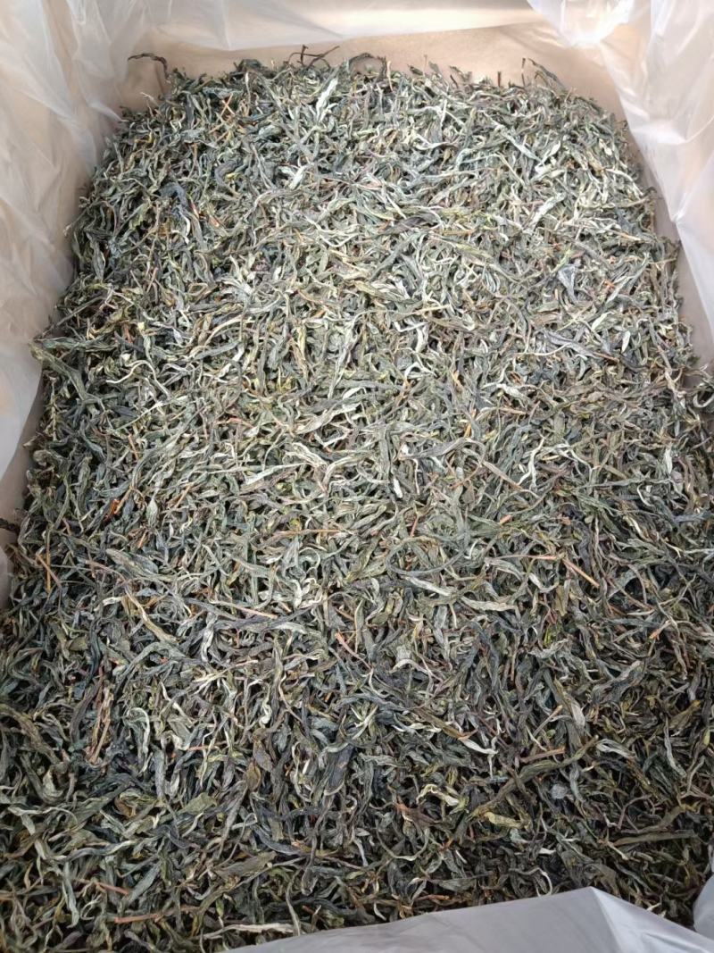 古树普洱生茶