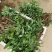 玉竹种苗玉竹种苗，家种玉竹种苗
