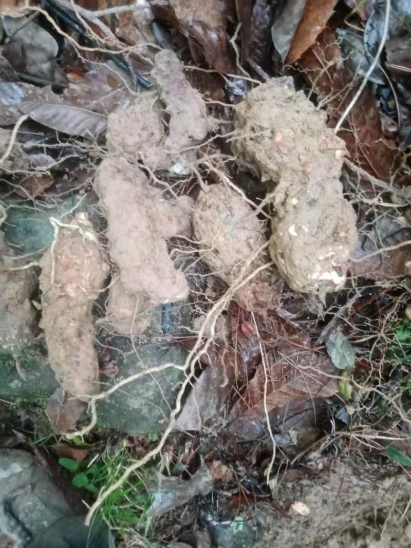 土茯苓本地野生土茯苓粉质甘甜现采现发