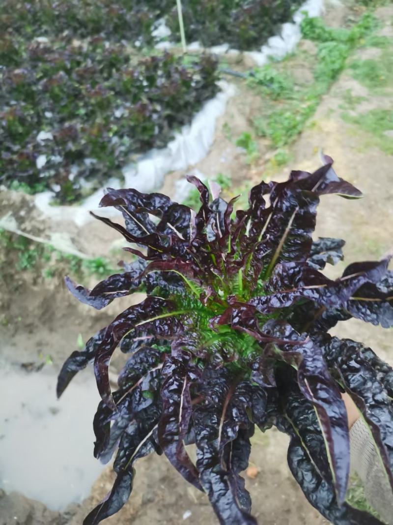 云南莴苣红叶莴苣大量上市需要联系质量保证