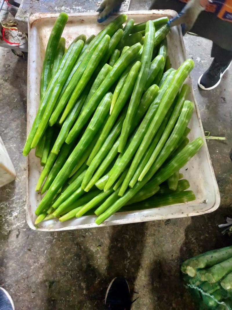 云南莴苣红叶莴苣大量上市需要联系质量保证