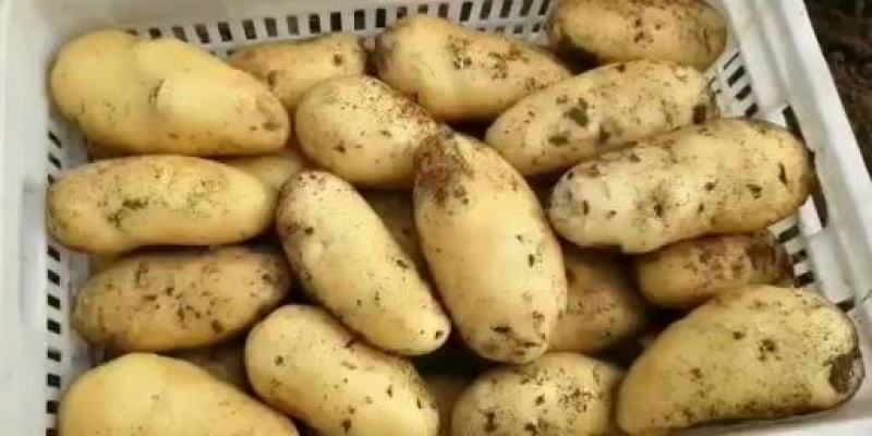 山东临沂土豆质量一级，颜色好看，千亩产业基地。